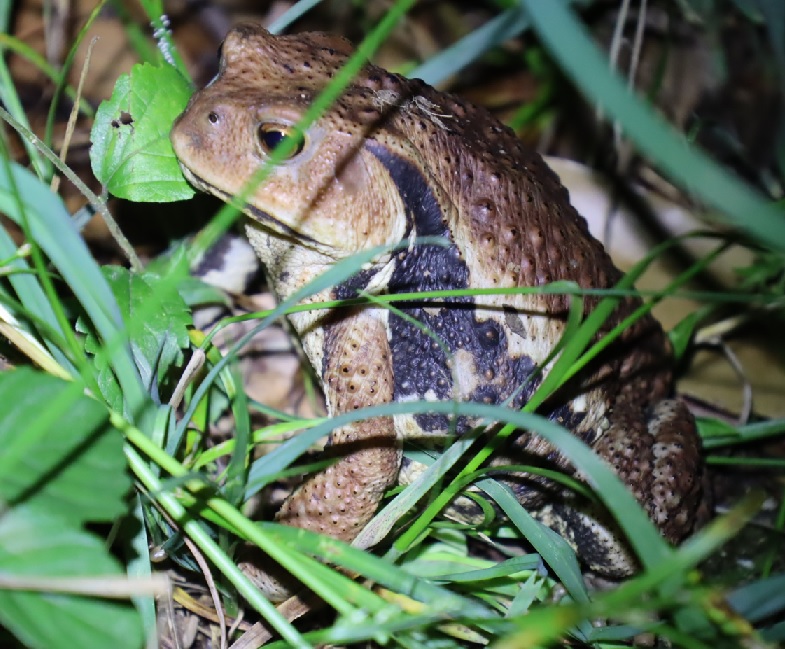 アズマヒキガエル-ヤナギ林近くの草原_2023年6月13日19時50分 気温22.1度